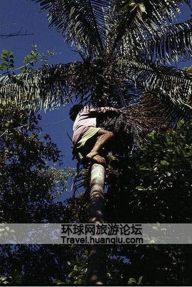 巴西丛林在线观看,在线观看之旅  第2张